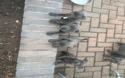 Staffordshire Bull Terrier dogs for sale: Blue Staffordshire puppies - Image 10