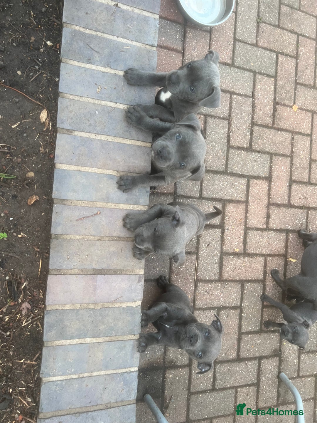 Staffordshire Bull Terrier dogs for sale: Blue Staffordshire puppies - Image 10