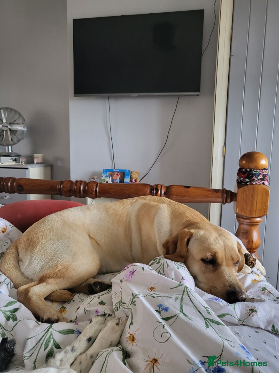 Labrador Retriever dogs for sale: Labrador retriever  - Image 2