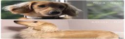 Miniature Dachshund dogs for sale: Ready to leave late December! 💓 in Bordon - Advert 6