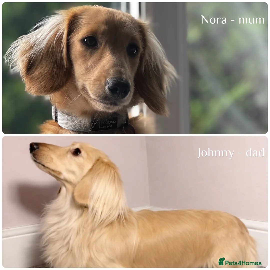 Miniature Dachshund dogs for sale: Ready to leave late December! 💓 in Bordon - Advert 6