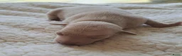 Italian Greyhound dogs for sale: KC REGISTERED ITALIAN GREYHOUND PUPPIES  in Oldham - Advert 6