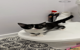 Mixed Breed cats for sale: Friendly playful kittens looking for homes  - Image 1