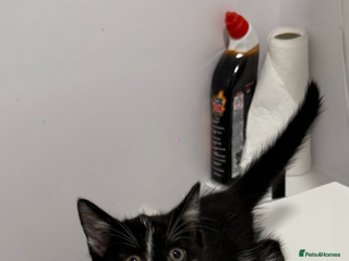 Mixed Breed cats - Advert 26