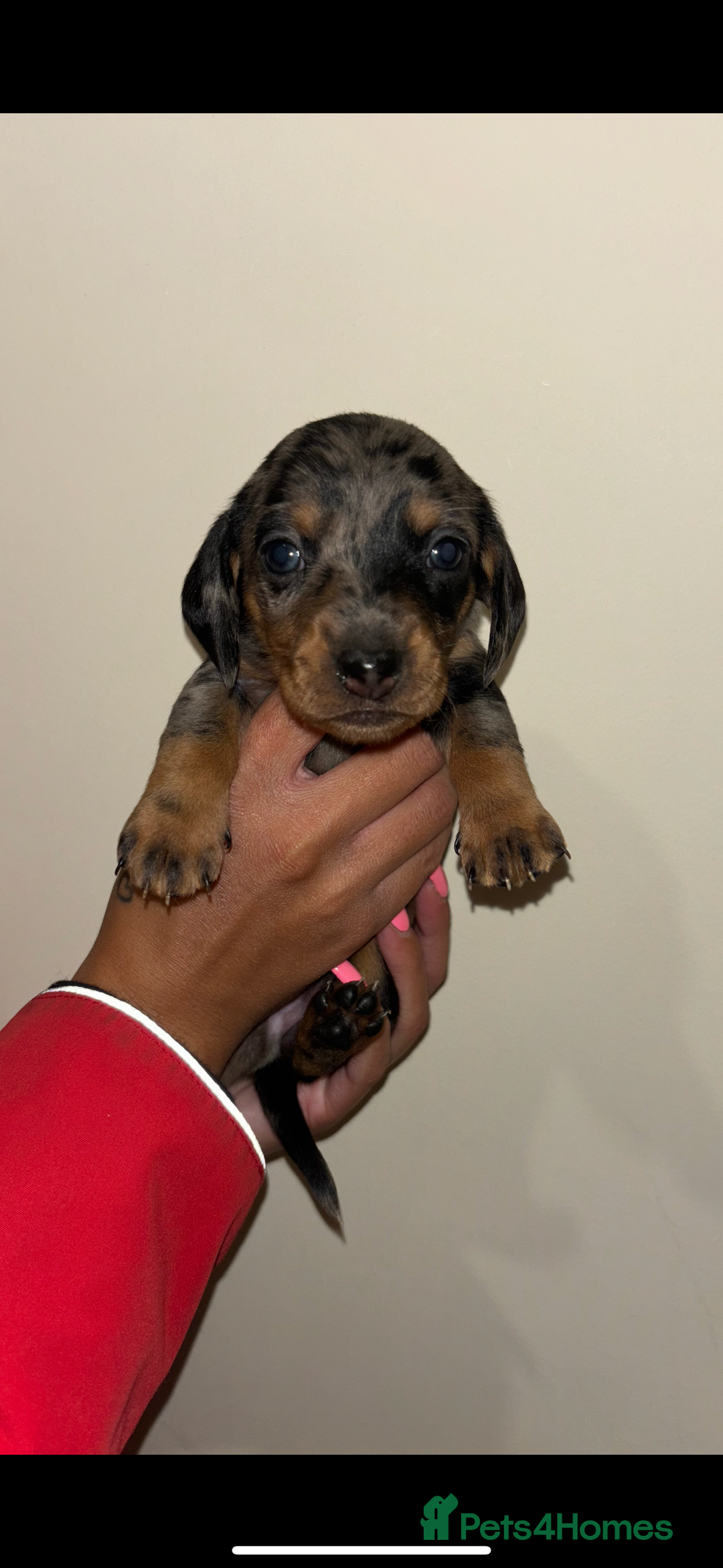 Dachshund dogs for sale: Stunning miniture dashhounds  - Advert 2