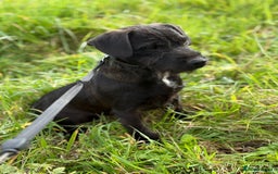 Patterdale Terrier dogs for sale: Male patterdale - Image 1
