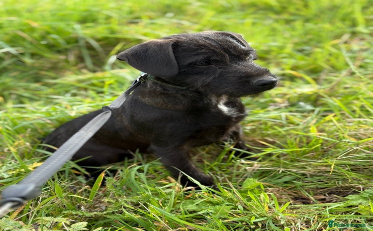 Patterdale Terrier dogs - Advert 1
