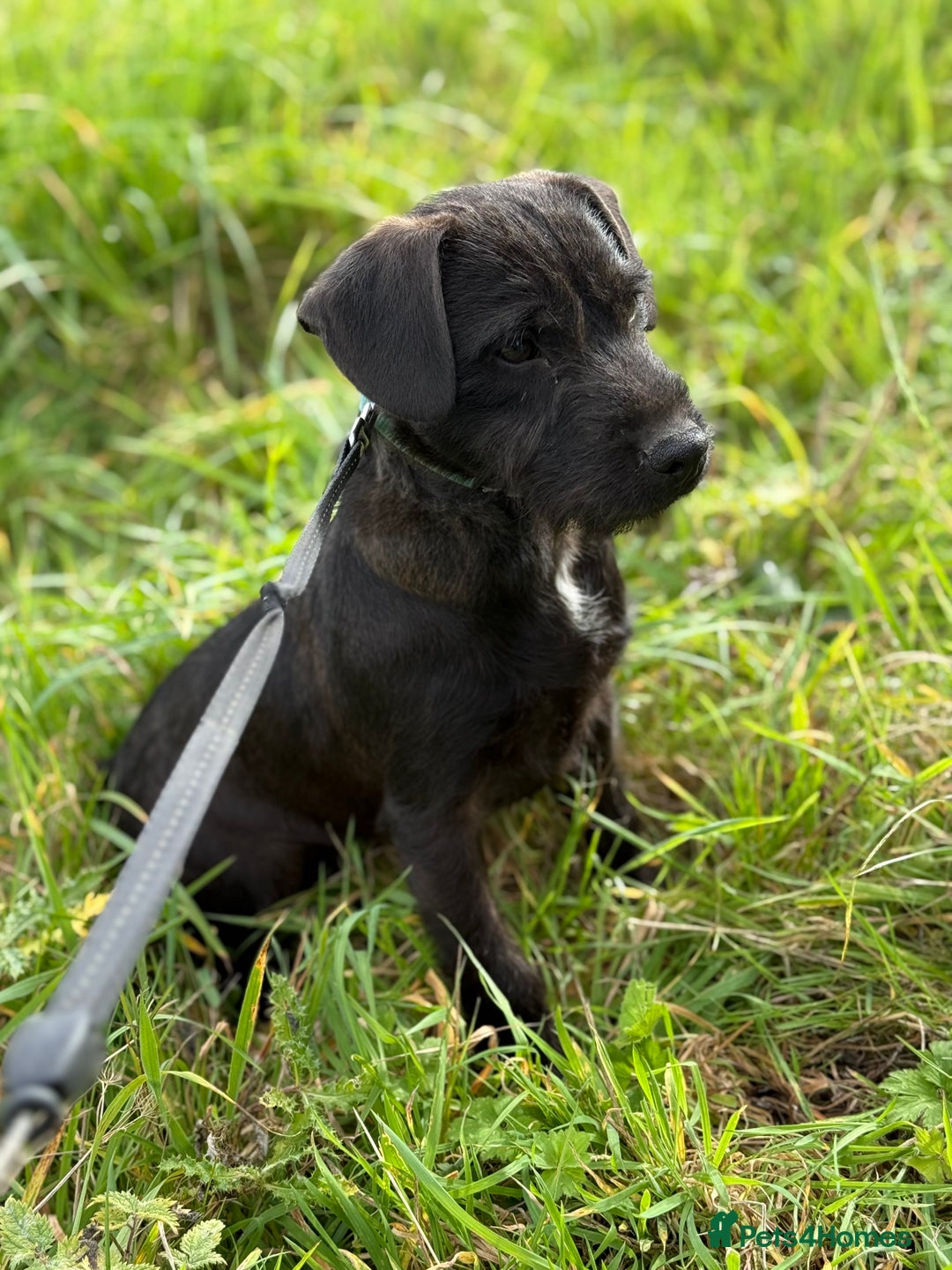 Patterdale Terrier dogs for sale: Male patterdale - Image 1