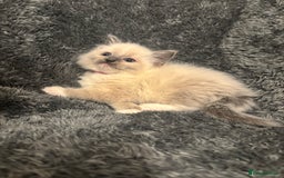 Ragdoll cats for sale: AMAZING QUALITY PEDIGREE HCM/PKD CLEAR KITTENS  - Image 15