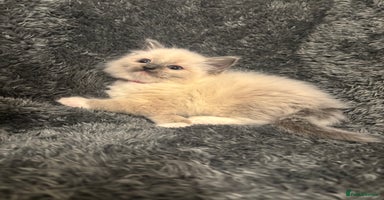 Ragdoll cats - Advert 15