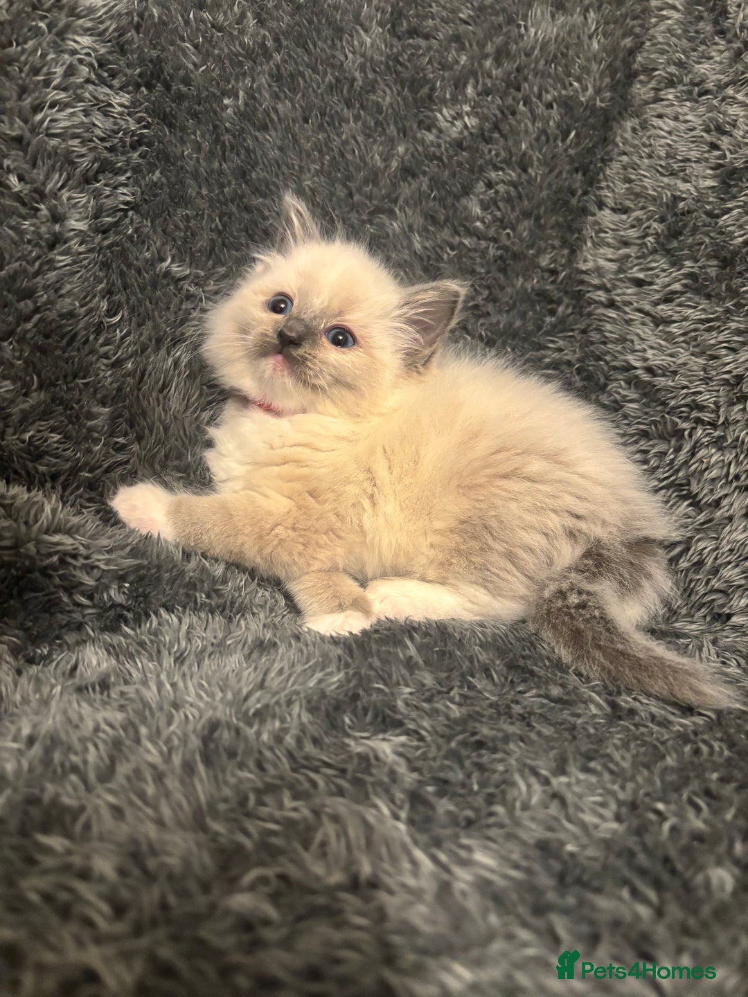 Ragdoll cats for sale: AMAZING QUALITY PEDIGREE HCM/PKD CLEAR KITTENS  - Image 15
