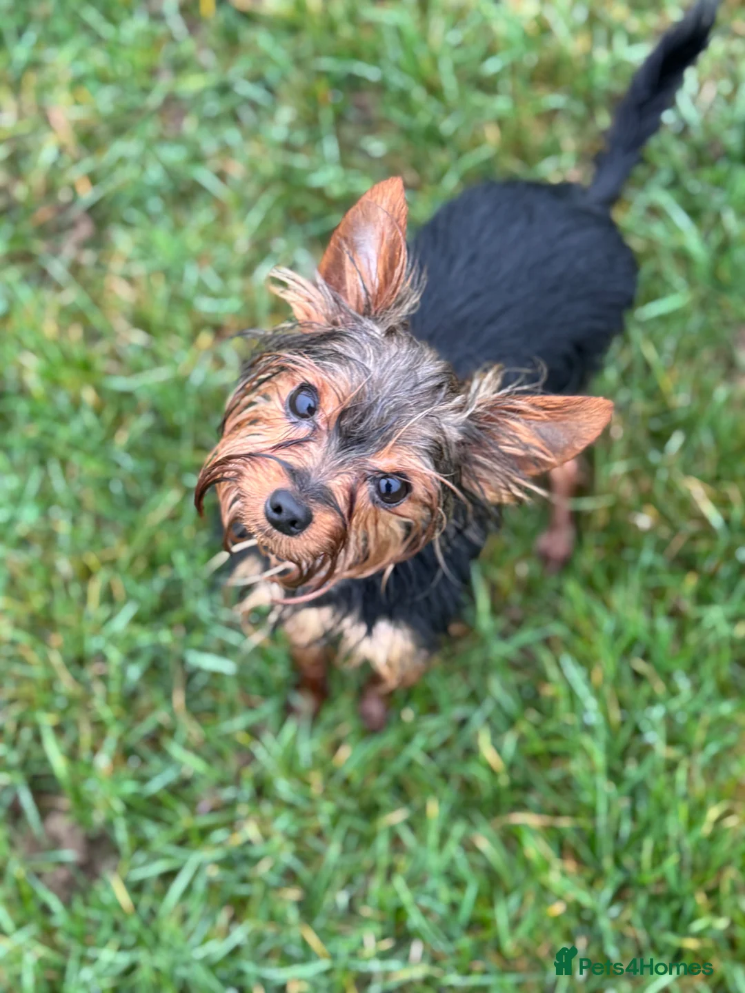 Mixed Breed dogs for sale: The Tiniest Blessings - Toy Yorkshire Terriers🐾💕 in Dunstable - Advert 15