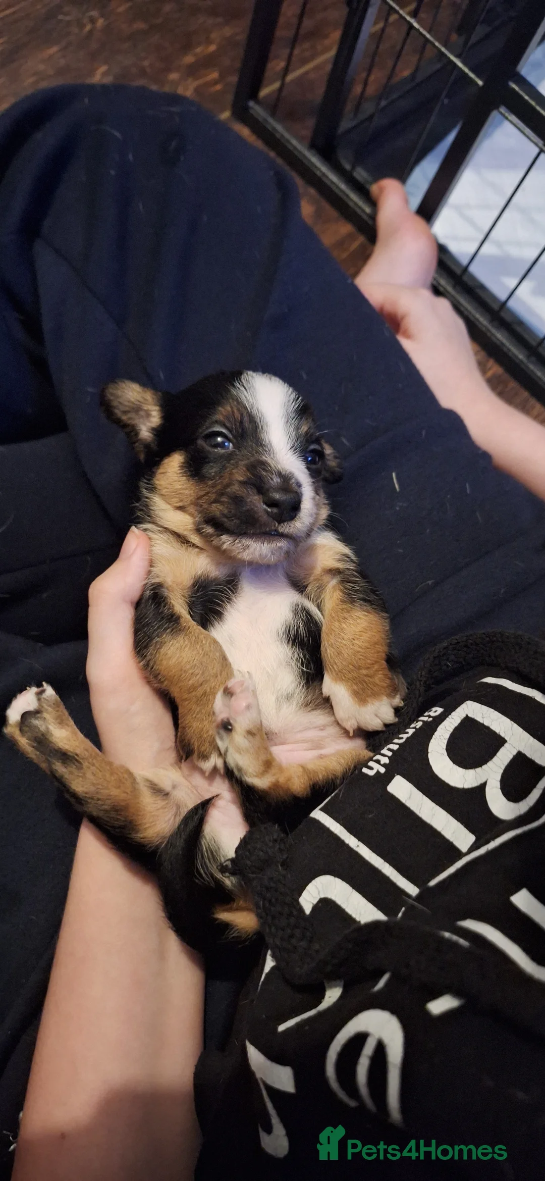 Mixed Breed dogs for sale: 1 beautiful boy left in Maldon - Advert 2