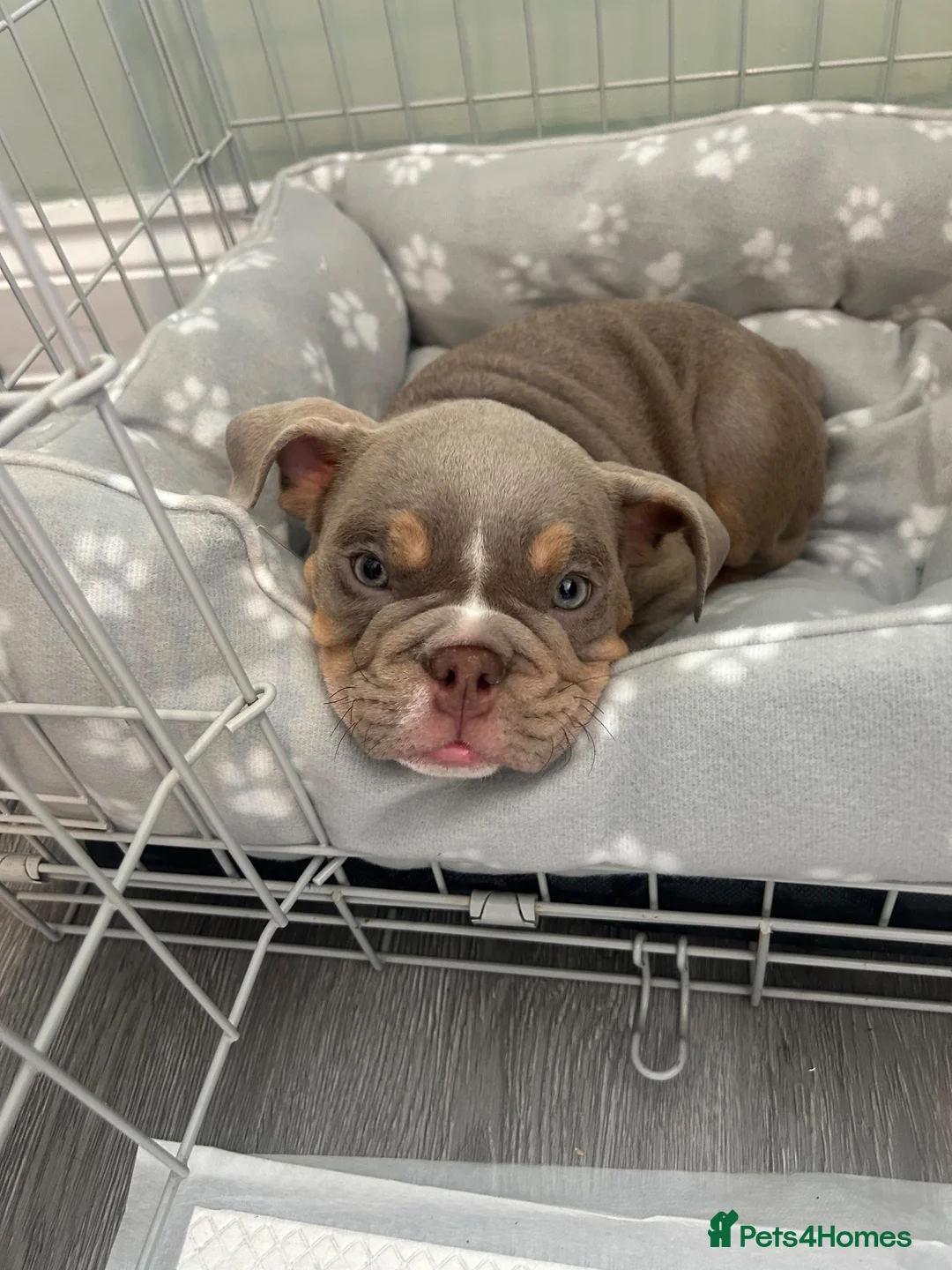 English Bulldog dogs for sale: Beautiful English bulldog  - Advert 5