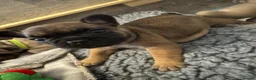 French Bulldog dogs for sale:  🐾 STUNNING KC REG FRENCH BULLDOG PUPPIES  in Livingston - Advert 8