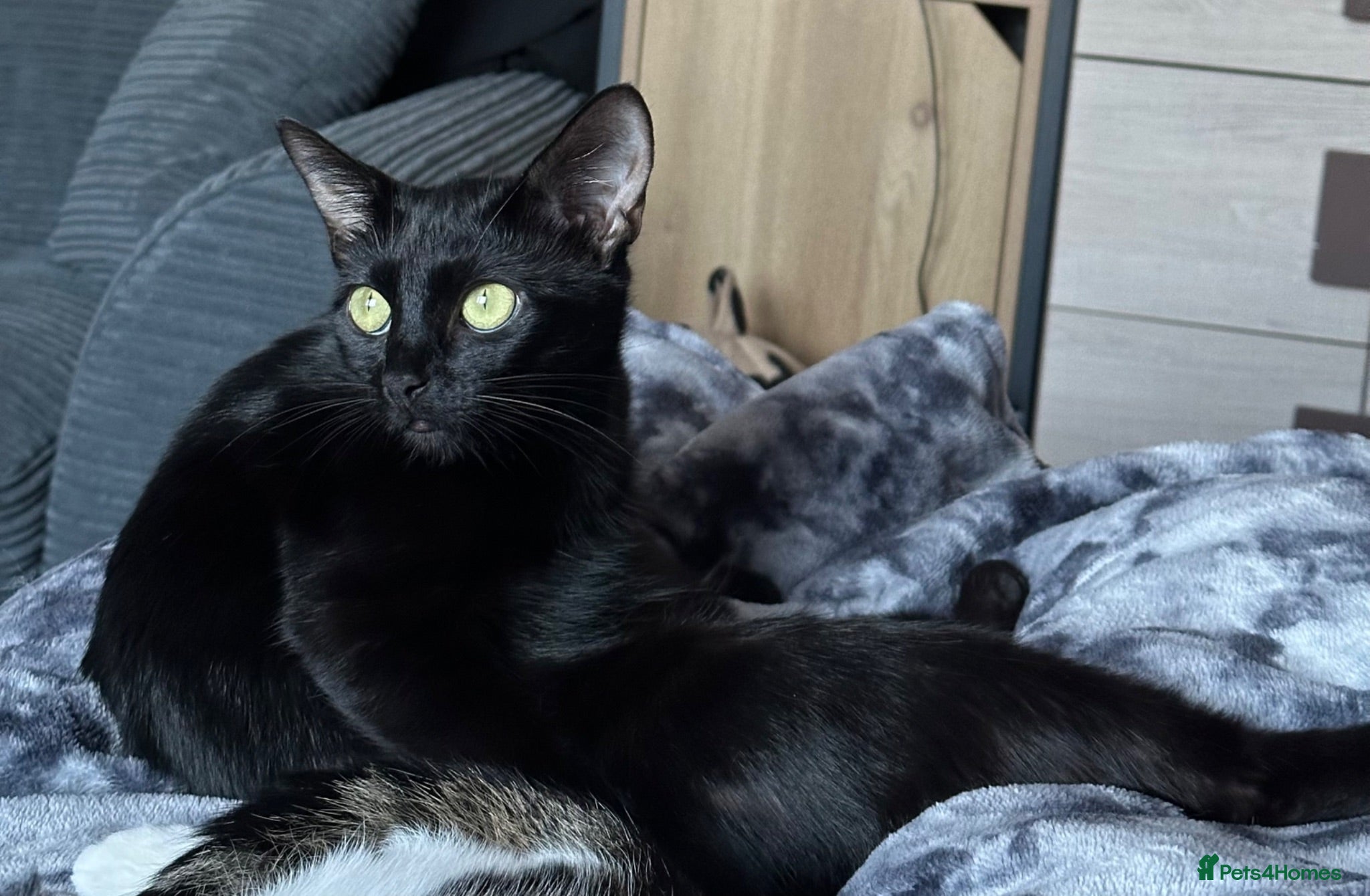 Bombay cats Bombay x BLH fluffy kittens 🐈‍⬛  - Advert 1