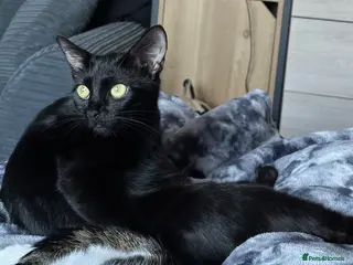 Bombay cats Bombay x BLH fluffy kittens 🐈⬛ - Advert 8
