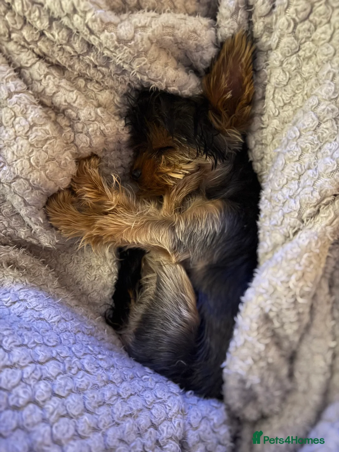 Yorkshire Terrier dogs for sale: Yorkie puppy - 6 months old  - Advert 8