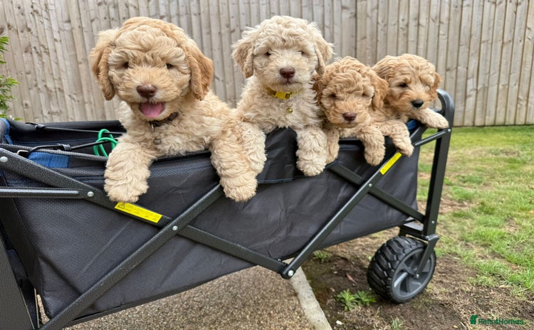 Australian Labradoodle dogs in Wallington - Advert 1