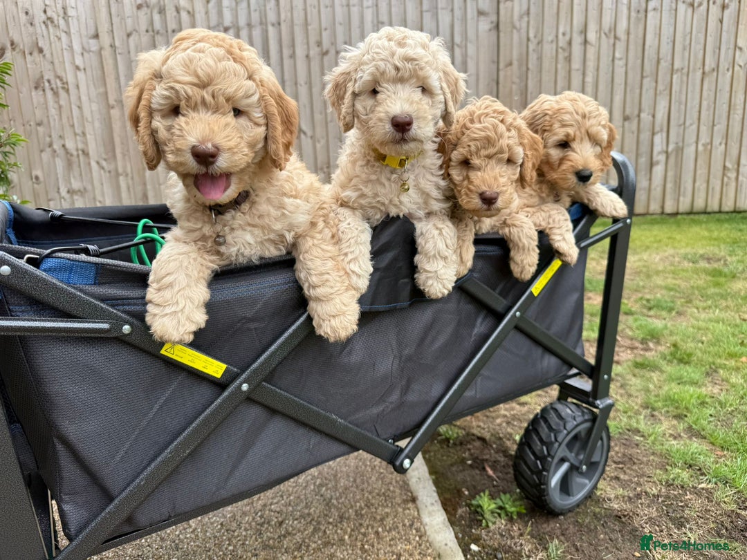 Australian Labradoodle dogs for sale: Genuine Australian Labradoodle (not poodle-lab mix in Wallington - Image 1
