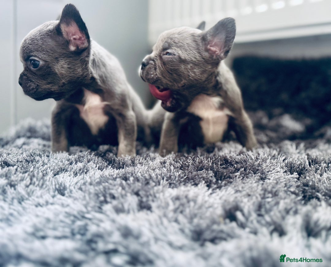French Bulldog dogs for sale: French bulldogs - Image 19
