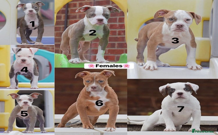 Olde English Bulldogge dogs - Advert 2