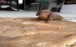 Miniature Dachshund dogs for sale: Miniature daschunds - Image 7
