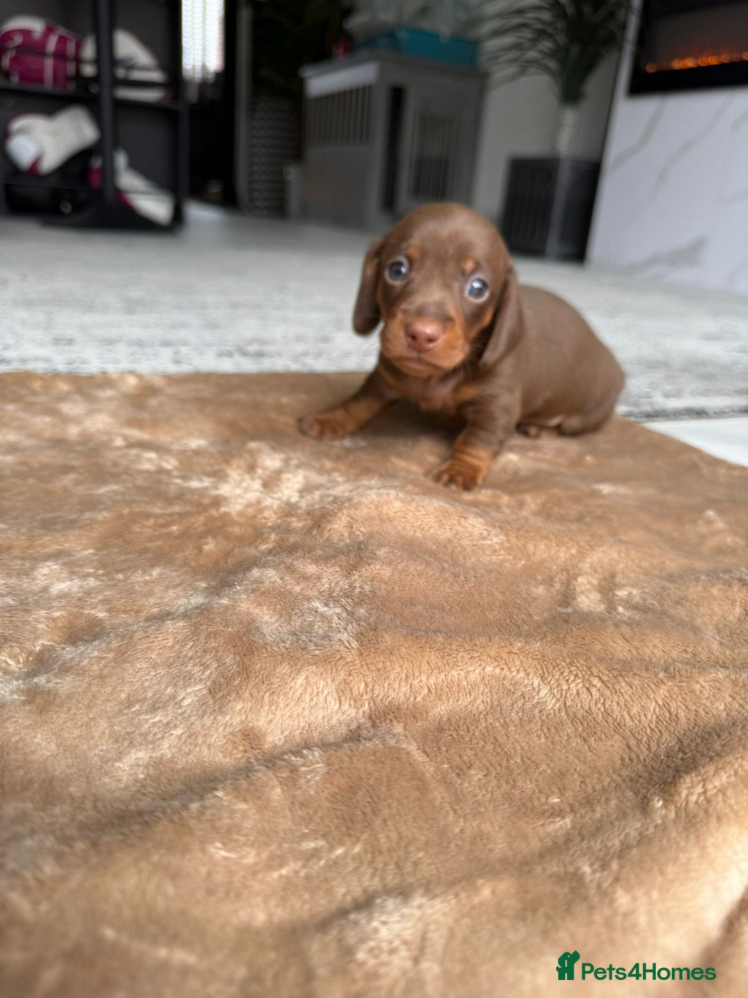 Miniature Dachshund dogs for sale: Miniature daschunds - Image 7