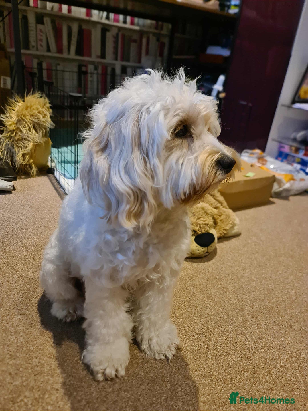 Cockapoo dogs for sale: Beautiful cockapoo girl pup - Advert 15