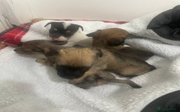 Jack Russell dogs for sale: Four Jack Russell puppies merle - Image 2