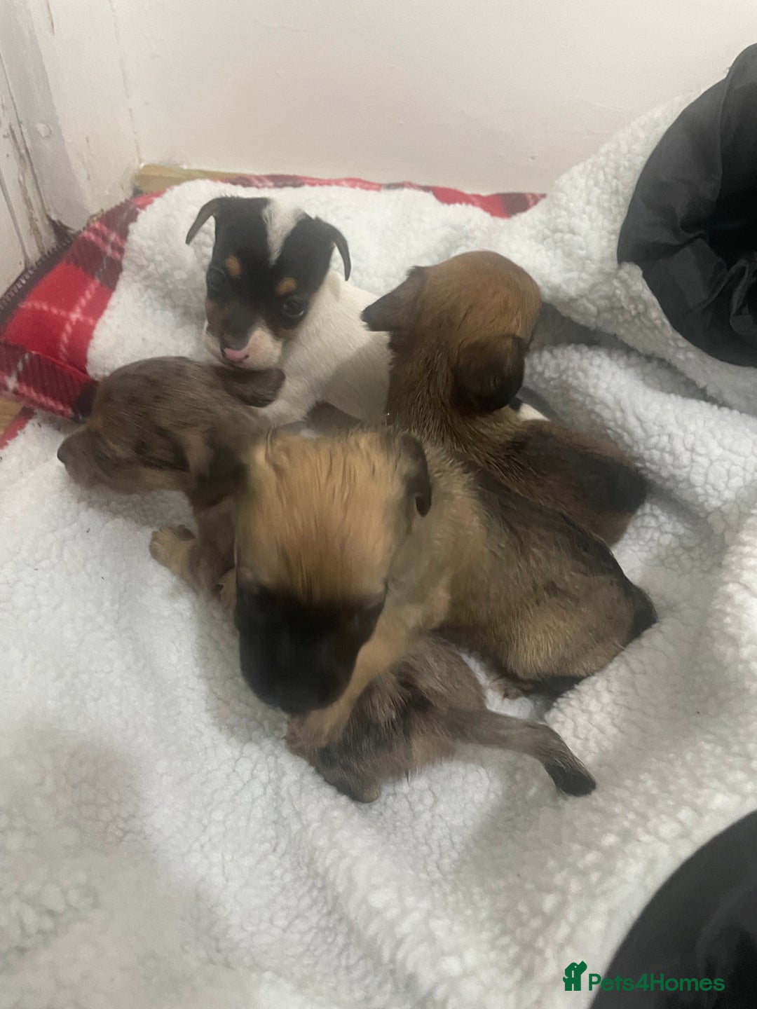 Jack Russell dogs for sale: Four Jack Russell puppies merle - Image 2