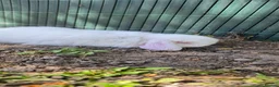 Mini Lop rabbits for sale: mini lop babies  - Advert 7