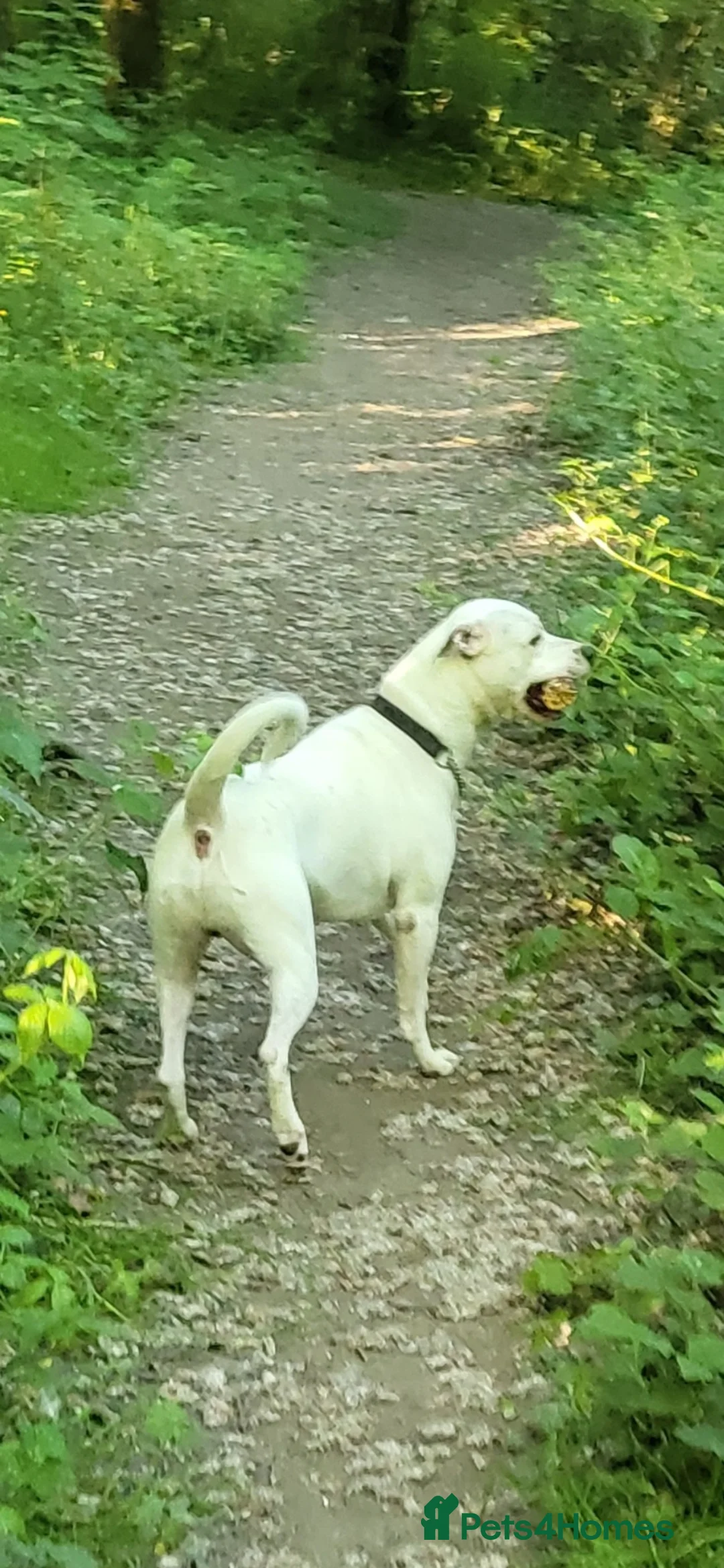 American Bulldog dogs for sale: 🐾Rehoming male 9year old American bulldog cross🐾 - Advert 4