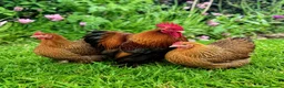 Chickens poultry for sale: Bantams and Pekins For Sale - Advert 9
