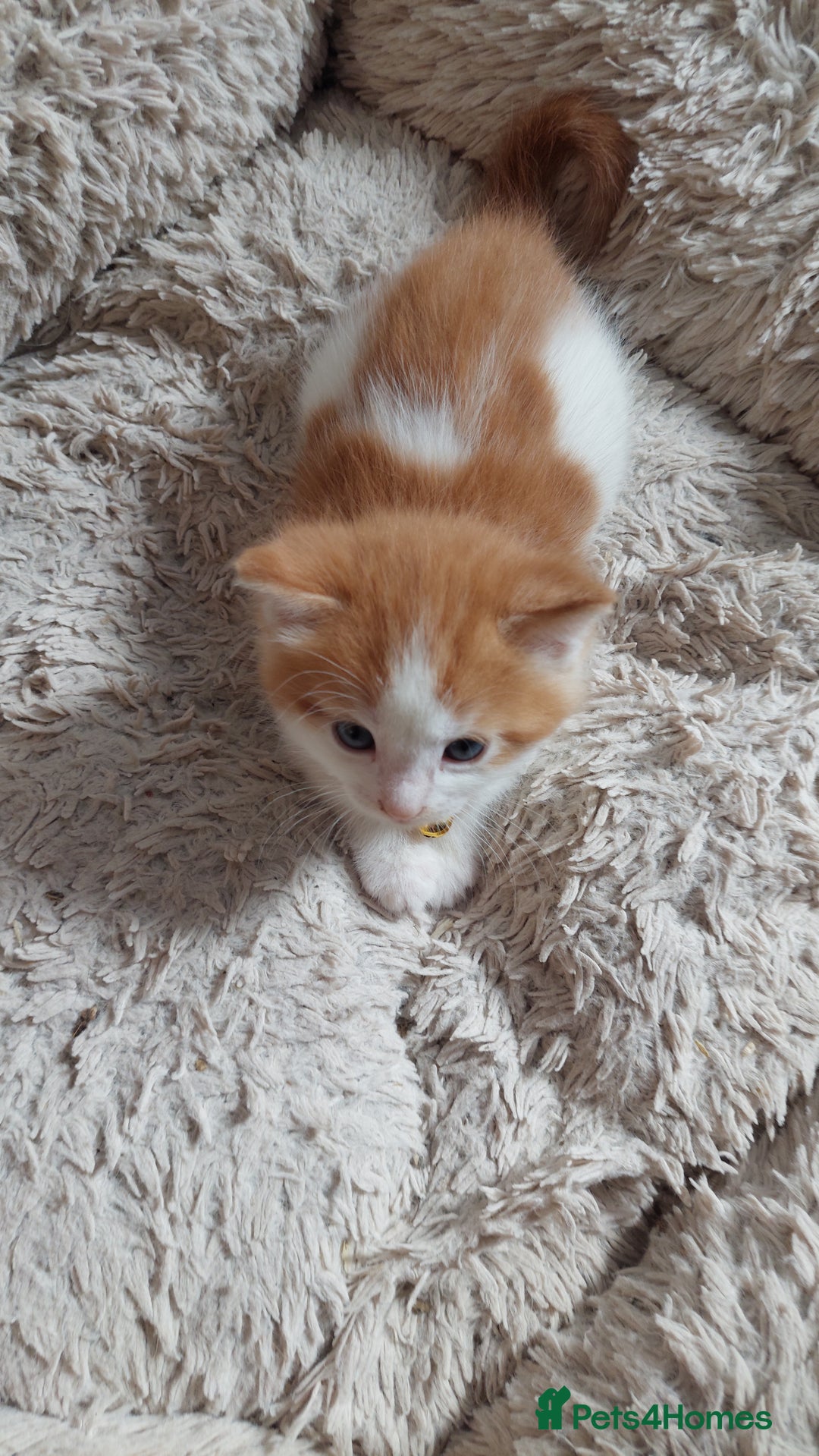 Mixed Breed cats for sale: Beautiful Kittens British ShorthairxRagdoll - Image 21