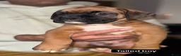 Boxer dogs for sale: 5 Gorgeous Kennel Club Registered Boxer Puppies - Advert 15