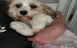 Cavachon dogs for sale: Ralphie (Neutered Cavachon)  - Image 6