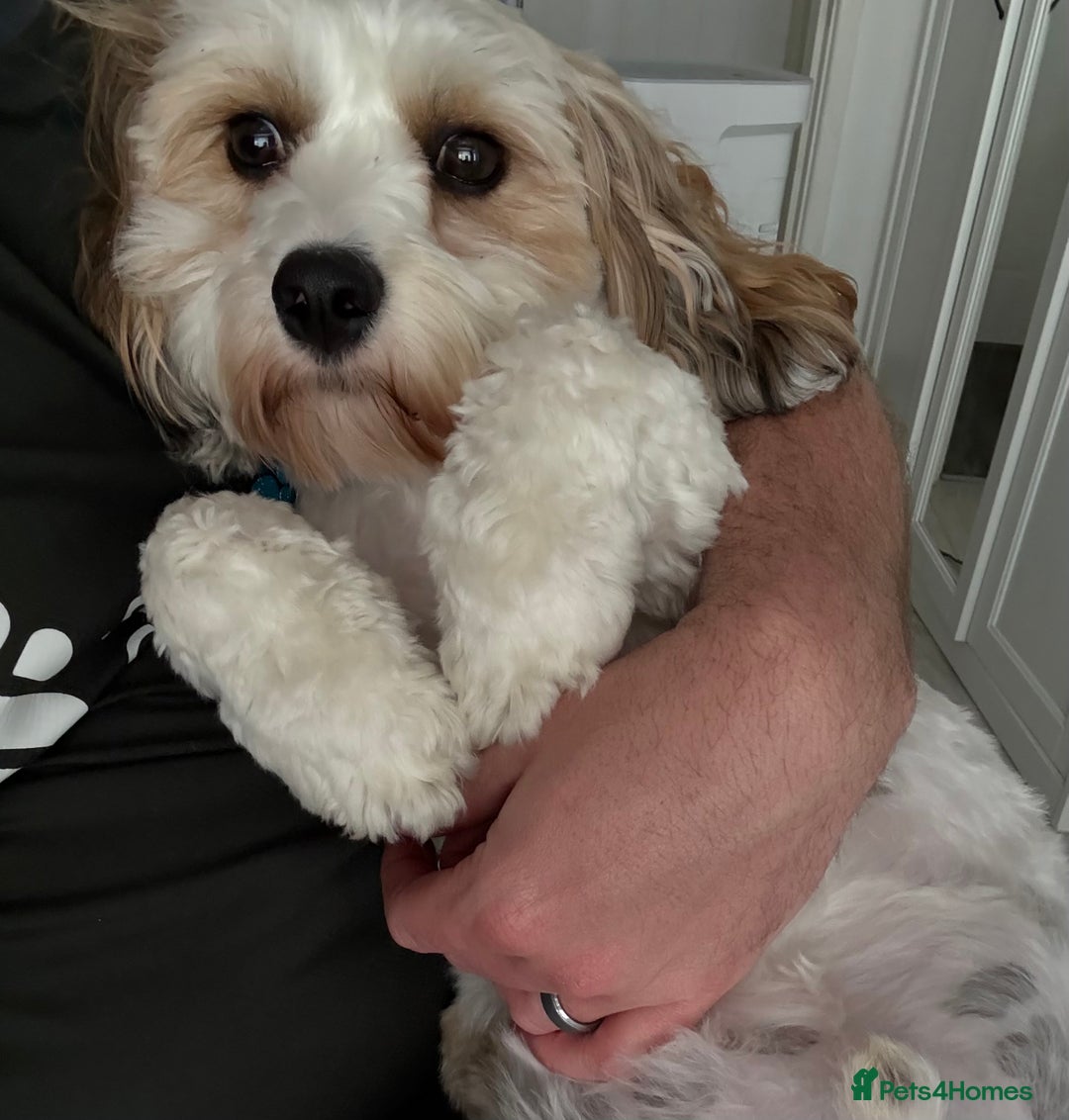 Cavachon dogs for sale: Ralphie (Neutered Cavachon)  - Image 6