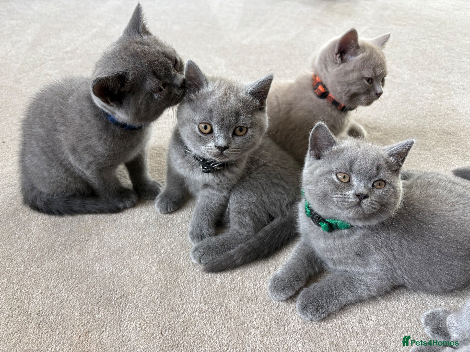 British Shorthair cats GCCF and TICA Registered British Shorthair Kittens - Advert 2