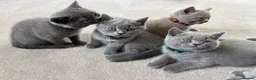 British Shorthair cats for sale: GCCF and TICA Registered British Shorthair Kittens - Advert 2