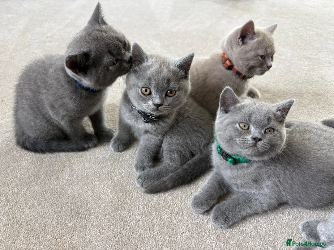 British Shorthair cats for sale: GCCF and TICA Registered British Shorthair Kittens - Advert 2