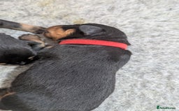 Rottweiler dogs for sale: Rottweiler puppies  - Image 10