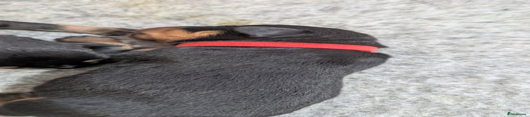 Rottweiler Puppy 4