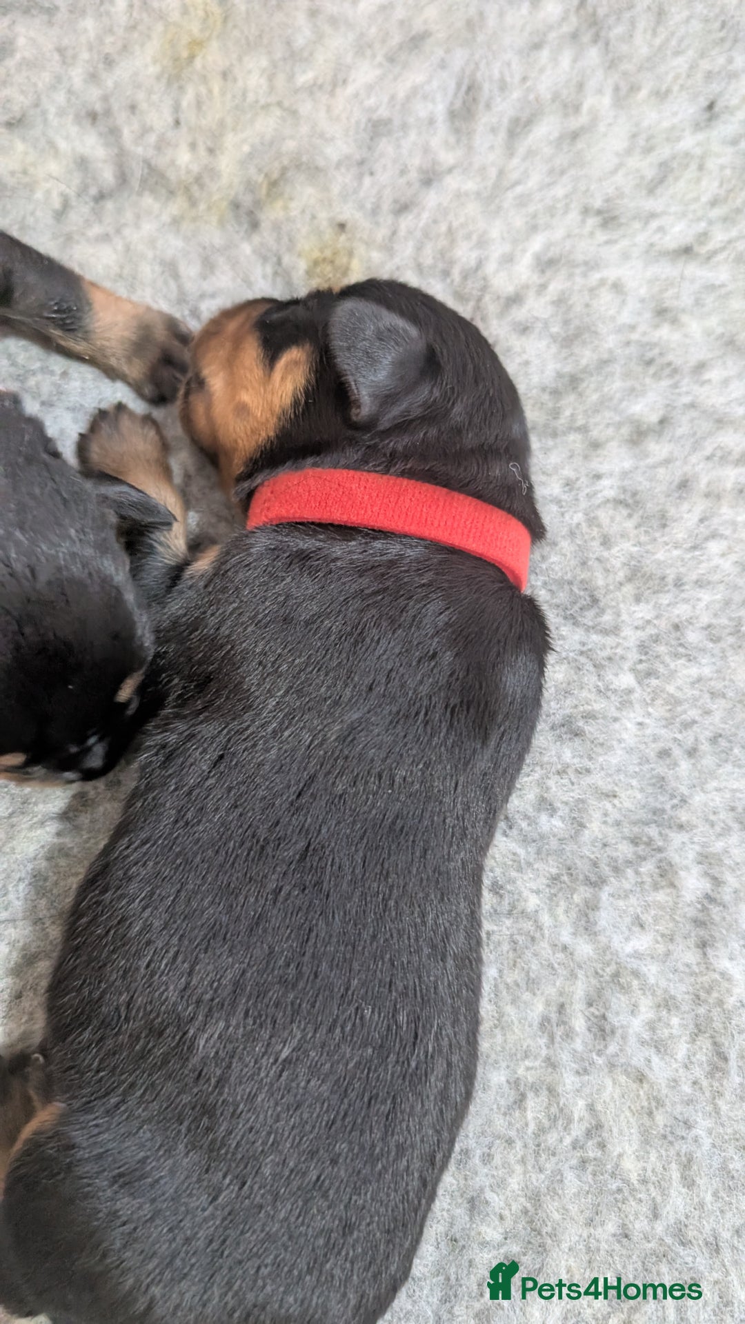 Rottweiler dogs for sale: Rottweiler puppies  - Image 10