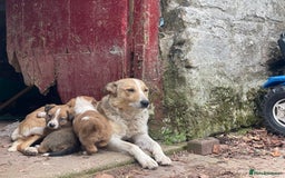 Border Collie dogs for sale: Stunning Welsh Sheepdog Pups Available  - Image 4