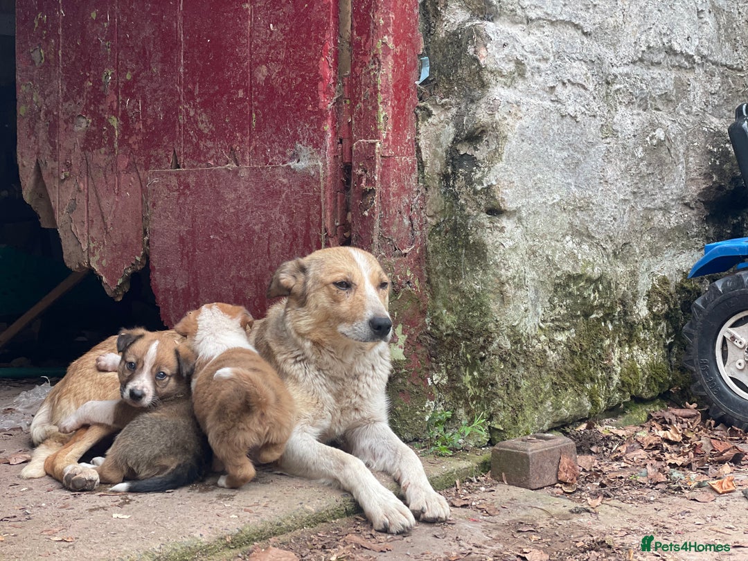 Border Collie dogs for sale: Stunning Welsh Sheepdog Pups Available  - Image 4