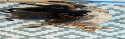 Mixed Breed cats for sale: Stunning mixed Bengal breed in Ilford - Advert 3