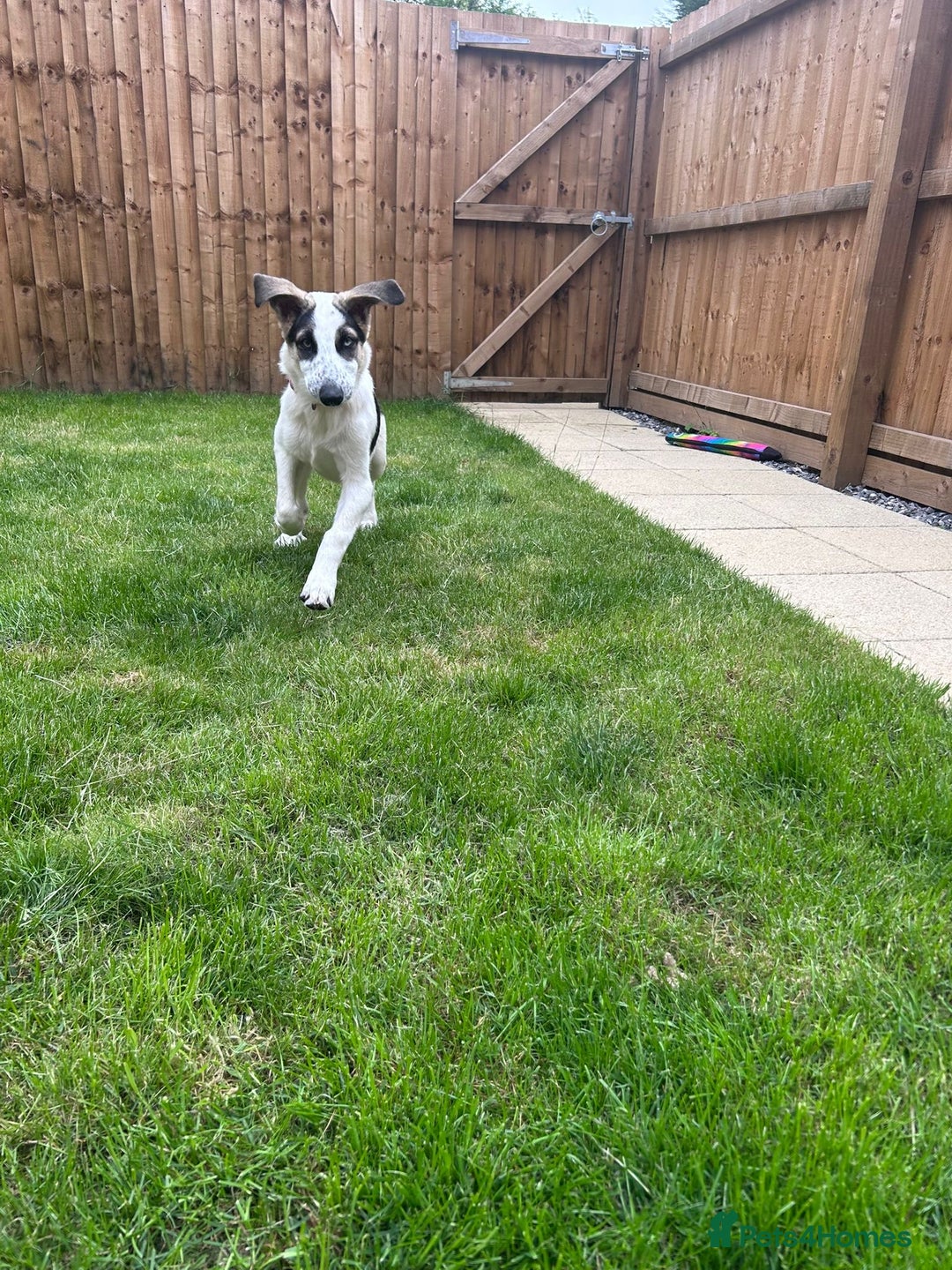 Mixed Breed dogs for sale: Skyla  - Image 4