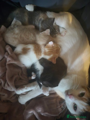 Mixed Breed cats - Advert 16