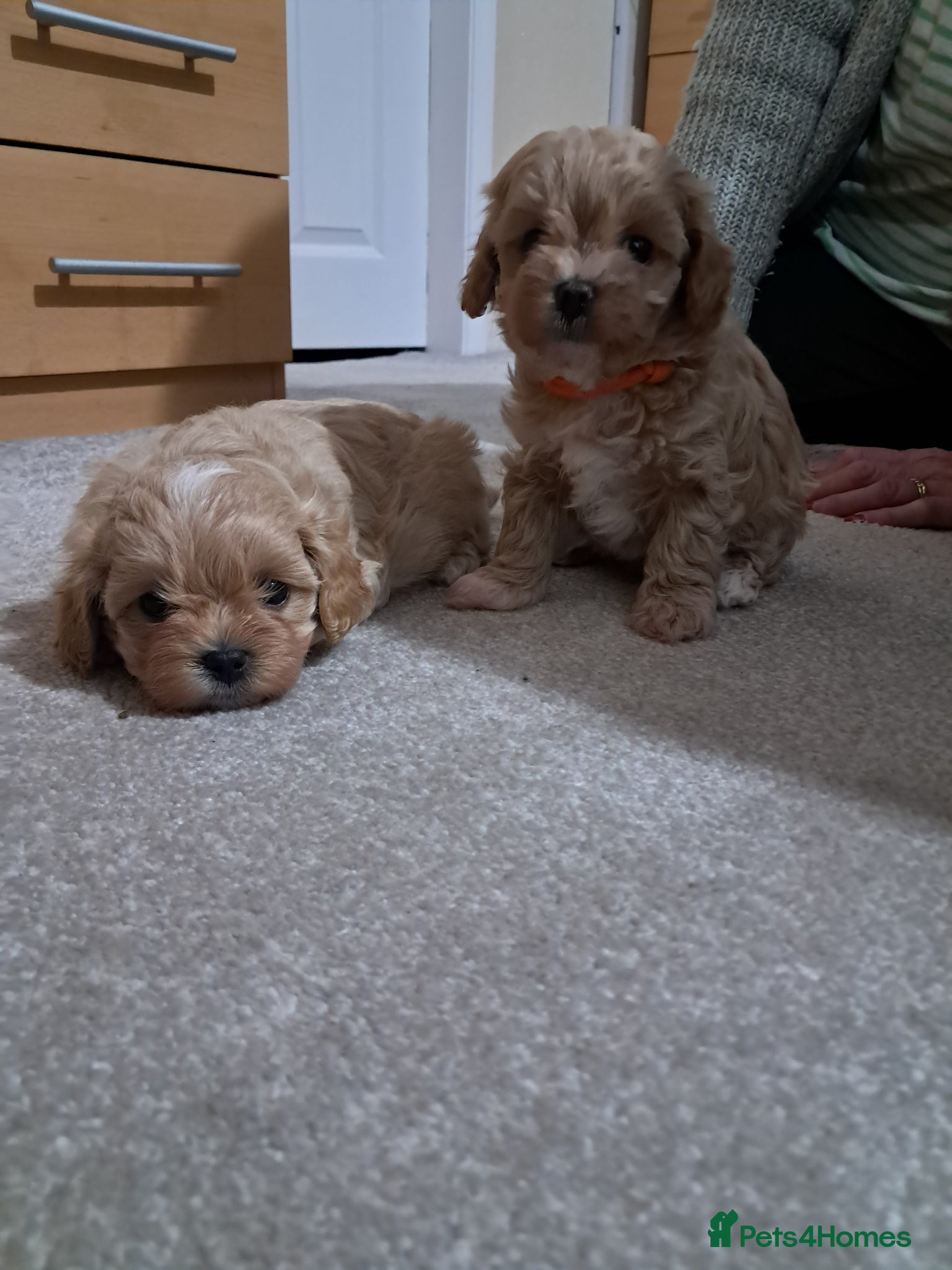 Maltipoo dogs Beautiful Maltipoo Pups - Advert 4